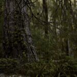 Singharaja Rainforest-eLanka