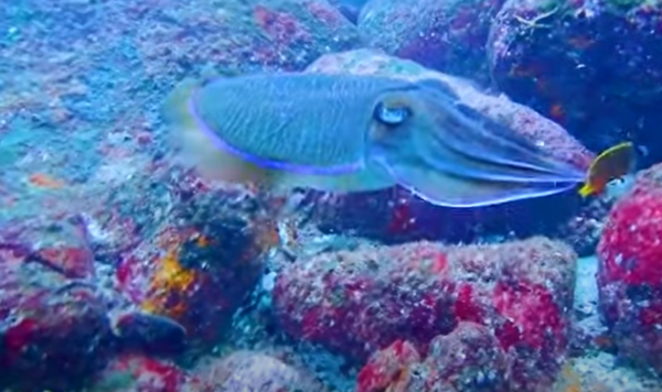 The Sea of Sri Lanka-eLanka