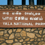 Yala National Park