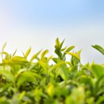 tea-plantation-eLanka