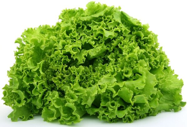 Lettuce-eLanka