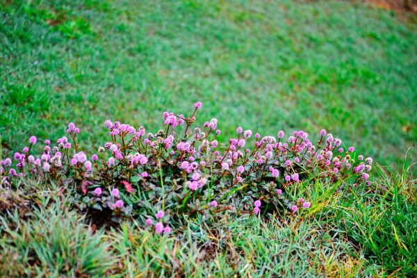 Nuwara Eliya