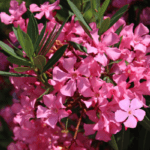 Oleander