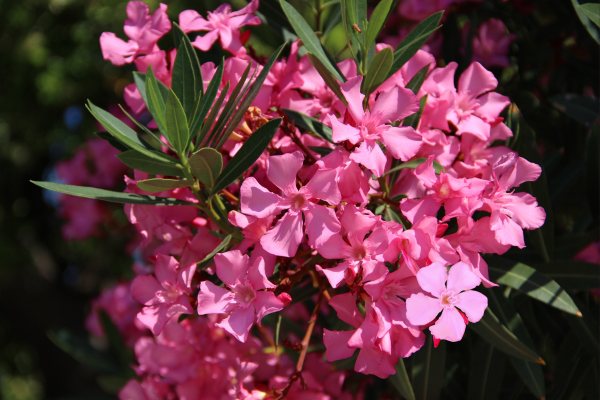Oleander