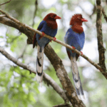 Sri Lanka Blue Magpie