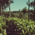 Tensions in Gulf strain Ceylon Tea - By Arundathie Abeysinghe