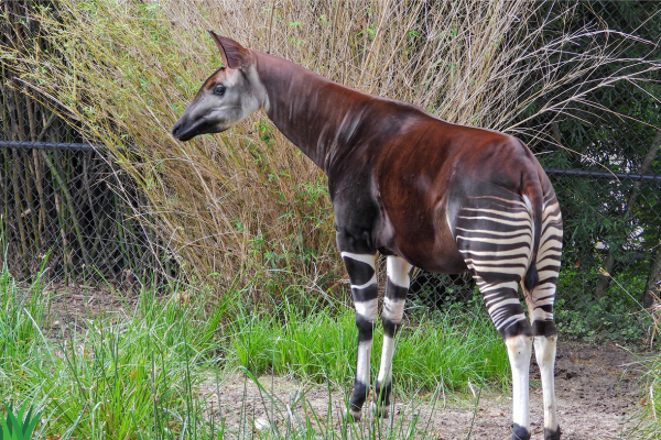 The Okapi