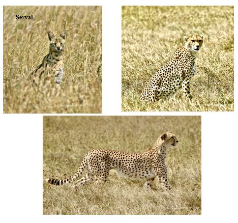An African Safari
