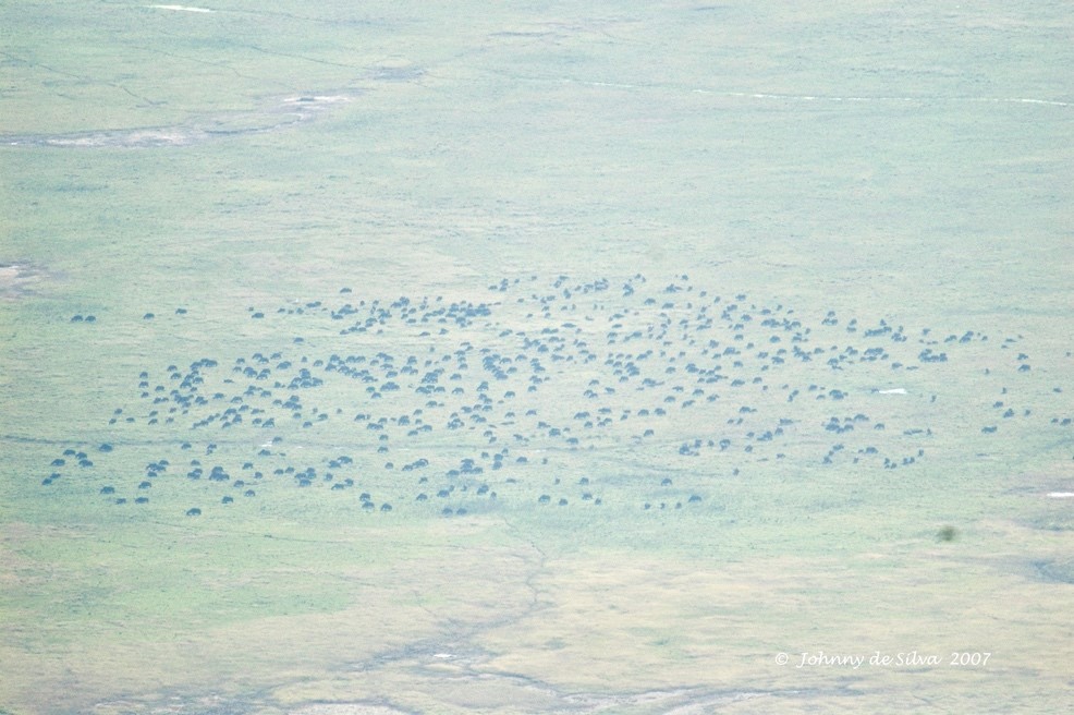 An African Safari