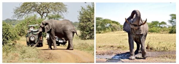 An African Safari