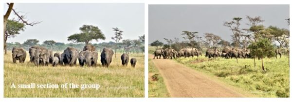 An African Safari