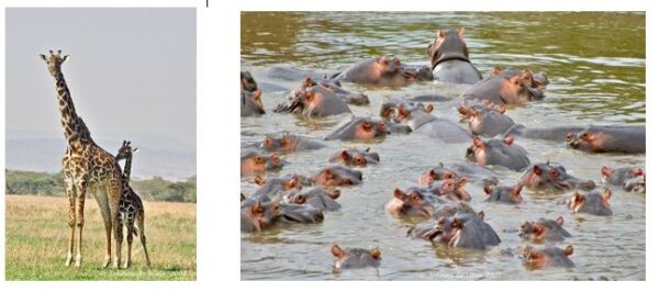 An African Safari