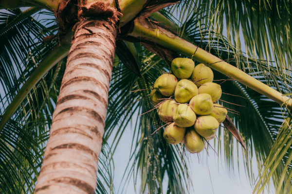 Coconut Tree