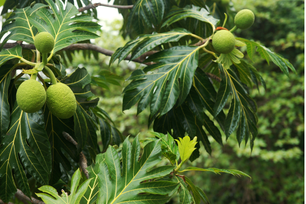 Ceylon breadfruit tree
