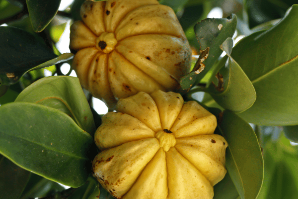 Garcinia