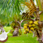 The Coconut Tree