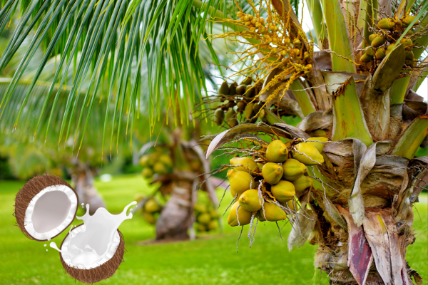 The Coconut Tree