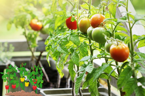 Home Vegetable Garden