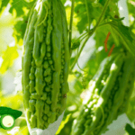 Bitter gourd
