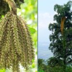 Caryota urens