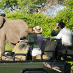 Elephant watching
