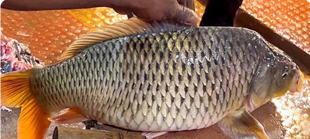 Fish-eLanka