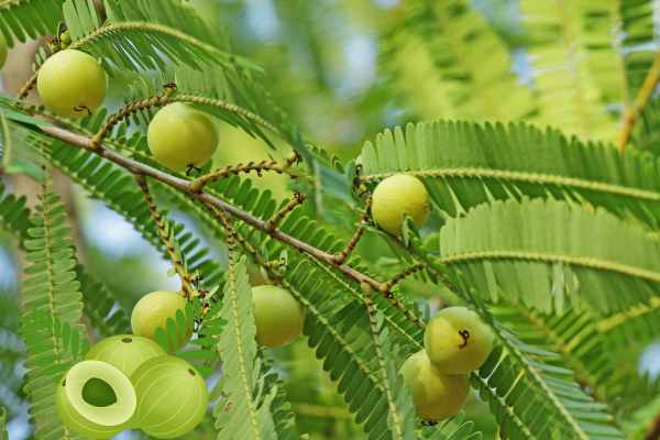 Indian gooseberry
