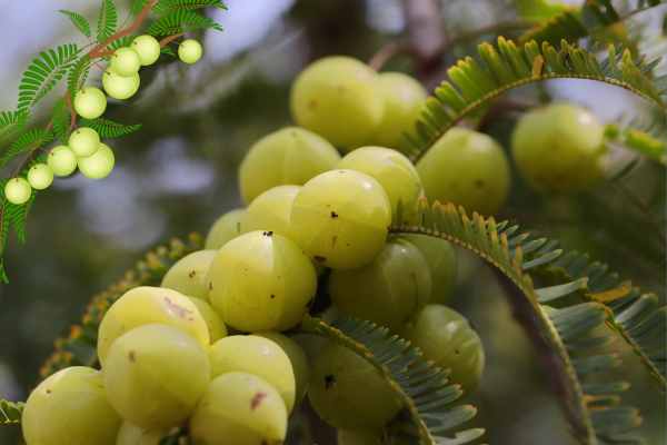 Indian gooseberry 