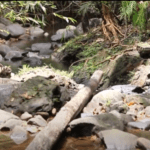 Kalugala Aranya-eLanka