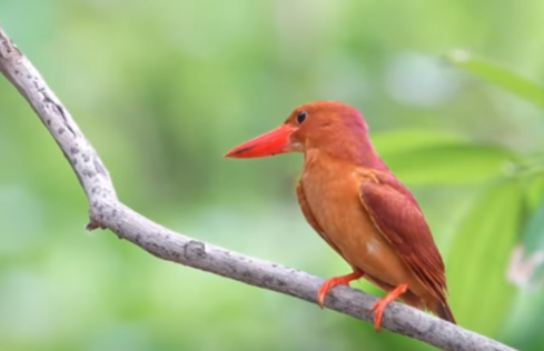 Kingfishers of sri Lanka-eLanka