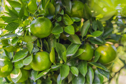 Mandarin Tree
