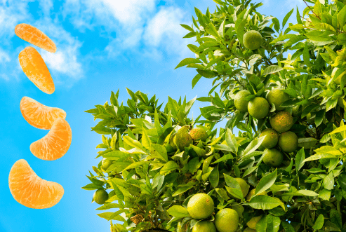 Mandarin Tree