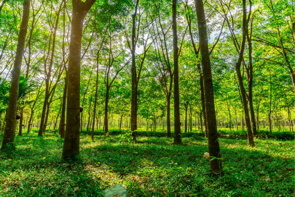 The Growth and Challenges of the Sri Lankan Rubber Industry - By Malsha - eLanka