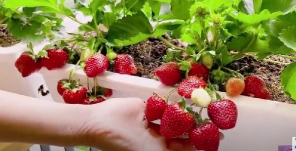 strawberry cultivation-eLanka