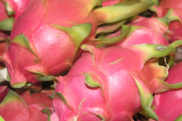 Dragonfruit