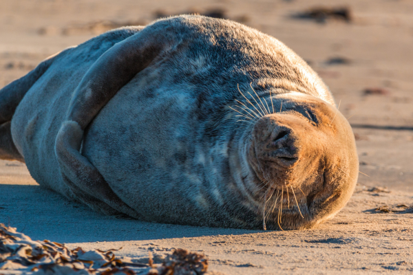 Neil the seal