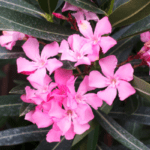 Nerium oleander