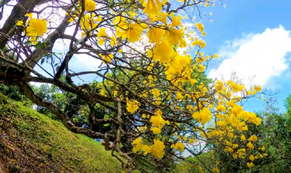 University of Peradeniya-eLanka