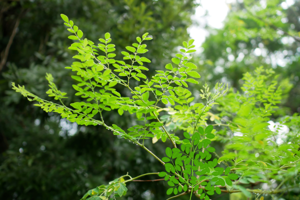 Moringa tree