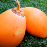 king coconut-eLanka 01