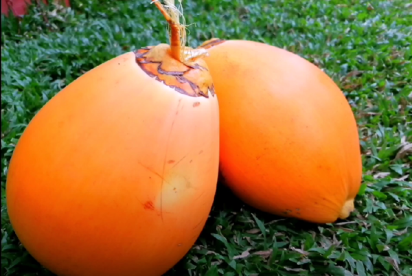 king coconut-eLanka 01