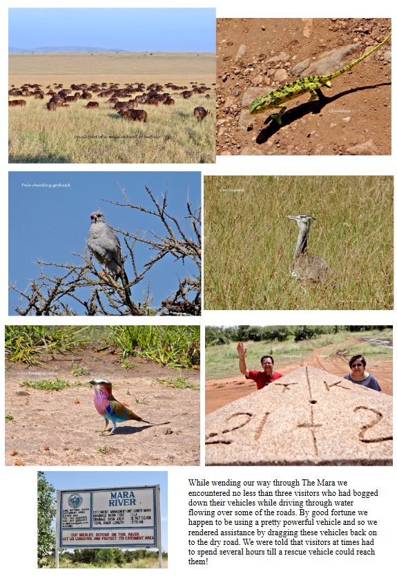 A bloat of hippos wading in the waters of Lake Naivasha at dusk
