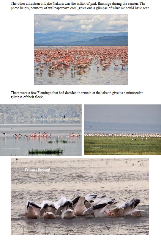 A lioness perched in a tree, scanning the surroundings in Maasai Mara