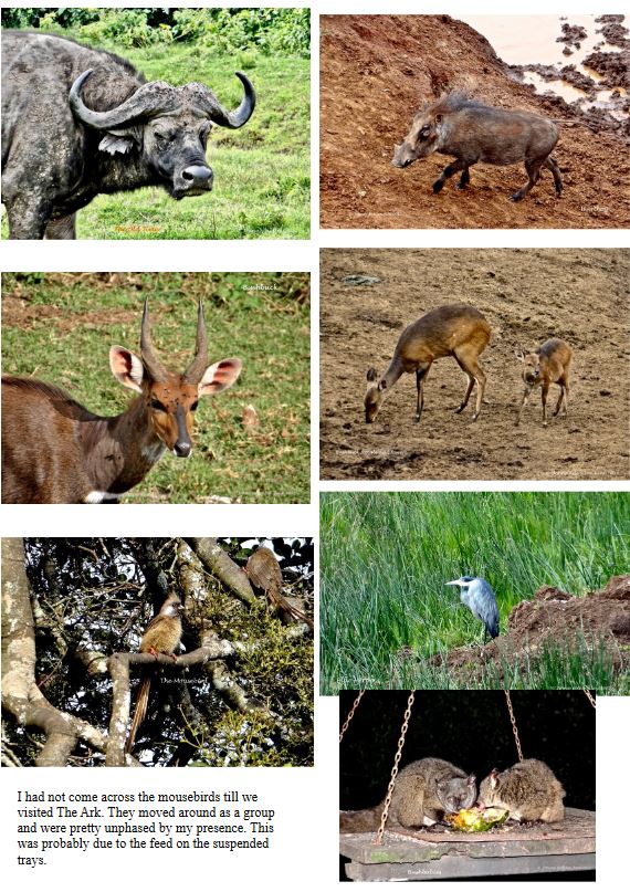 Close-up of a baby elephant walking in Amboseli National Park