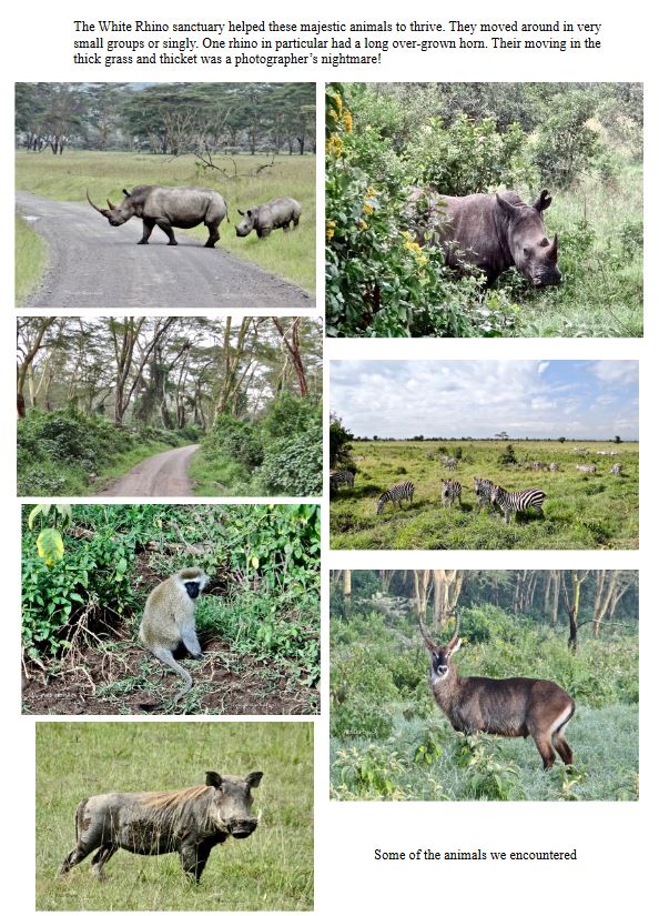 Group of Rothschild's giraffes grazing in Lake Nakuru National Park.