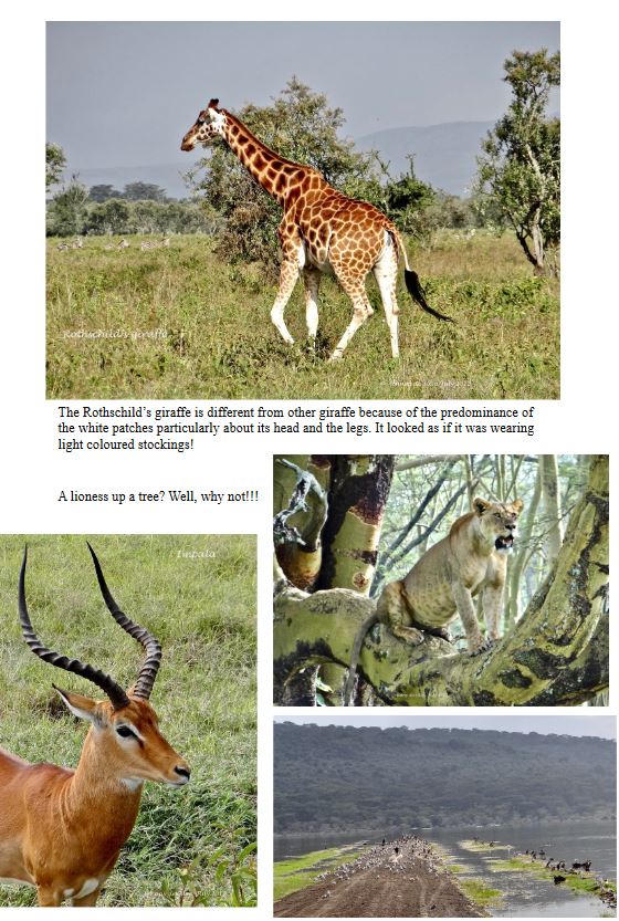 OUR AFRICAN SAFARI IN 2012