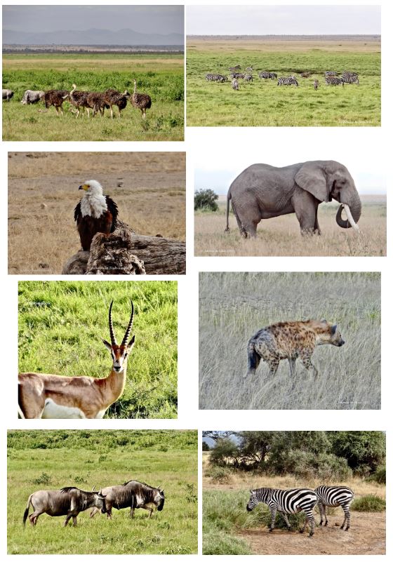 A pride of lions feasting on a kill at an airfield in Amboseli National Park