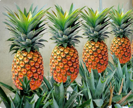 Pine Apple-eLanka