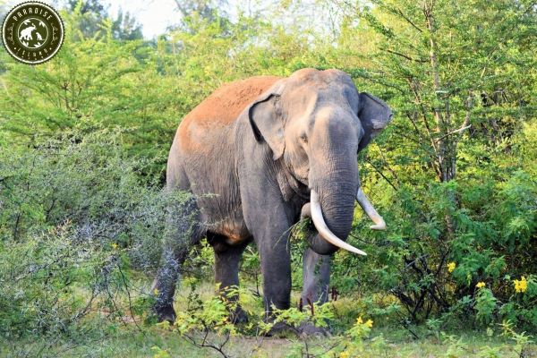 World Elephant Day 2024 highlights the challenges of human-elephant conflict in Sri Lanka.