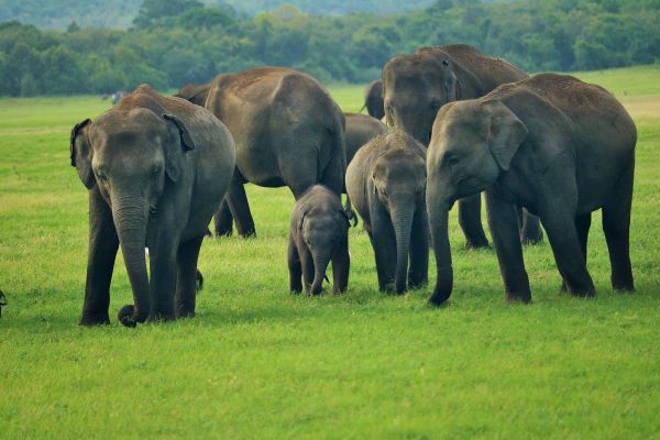 Asian elephants facing habitat loss and increasing conflict with humans in Sri Lanka.